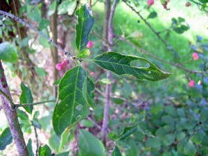 Fusaggine Euonymus