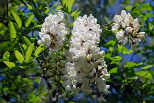 Robinia