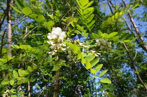 Robinia