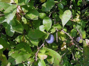 Prunus Spinosa