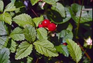 Falsa fragola - Fragaria