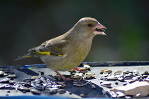 028-verdone-31-03-2013