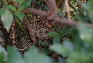 029-nido-merlo